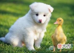 梦见白狗是什么意思(图文)