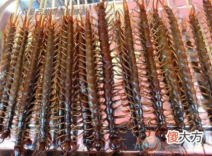 梦见很多蜈蚣(图文)