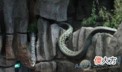 梦见大蛇追我(图文)