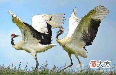 梦见丹顶鹤(图文)