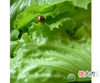 如何解读梦见菜里有虫子的梦境含义？(图文)