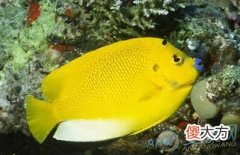 梦见黄色的鱼在水里游(图文)