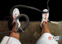 做梦梦到被蛇咬暗示什么(图文)