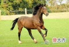 梦见马奔跑(图文)