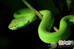 梦见被绿色的蛇咬(图文)