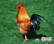 梦见公鸡是什么意思(图文)