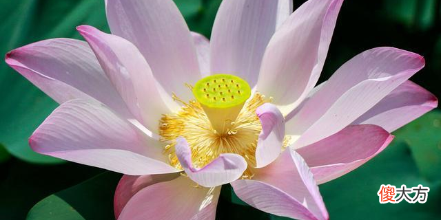 【爱历史】柳宗元和刘禹锡的友情穿越千年而不朽，至今催人泪下