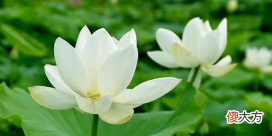 【爱历史】柳宗元和刘禹锡的友情穿越千年而不朽，至今催人泪下