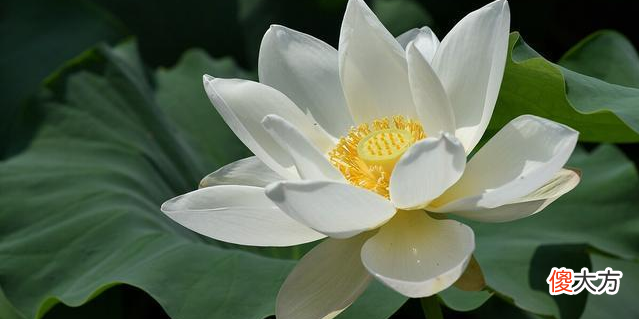 【爱历史】柳宗元和刘禹锡的友情穿越千年而不朽，至今催人泪下