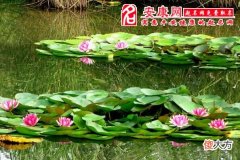 梦见水塘意味什么(图文)