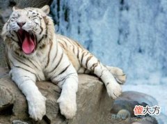 梦见杀死白老虎(图文)