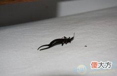 梦见床上好多虫子(图文)