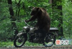 梦见狗熊(图文)