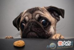 梦见哈巴狗(图文)