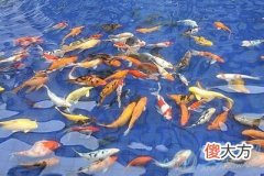 孕妇梦见鱼好不好(图文)