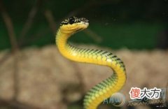 梦见无头蛇还活着(图文)