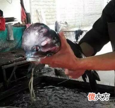 这只鱼没有眼睛形似外星生物，难道是变异鱼？