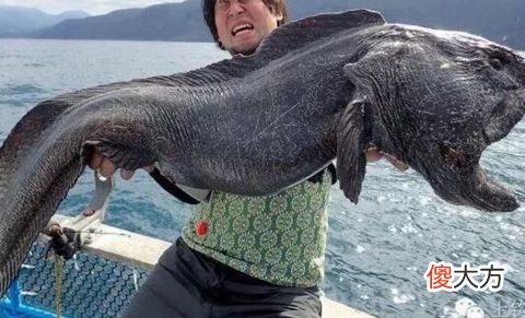 这只鱼没有眼睛形似外星生物，难道是变异鱼？