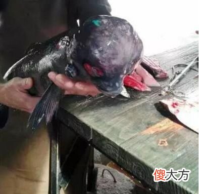 这只鱼没有眼睛形似外星生物，难道是变异鱼？