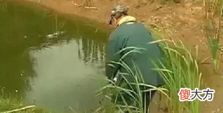 这只鱼没有眼睛形似外星生物，难道是变异鱼？