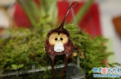 可爱植物猴面小龙兰，绿草上长出了一只小猴子