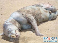 未知名怪兽——曼哈顿怪兽，其长相似猪又不像