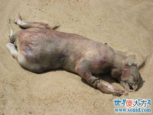 未知名怪兽——曼哈顿怪兽，其长相似猪又不像