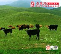 梦见草场(图文)