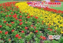 梦见花园(图文)