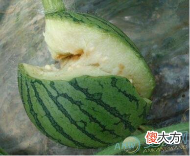 梦境分析 梦见烂瓜有着怎样的象征含义？(图文)