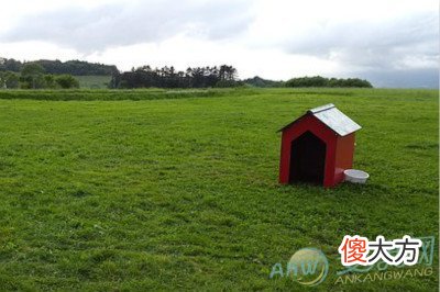 梦见狗窝(图文)