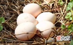 梦见拾鸡蛋(图文)