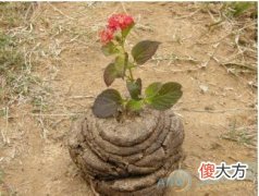 解读梦见脚踩牛屎的梦境象征(图文)
