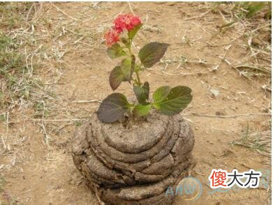 解读梦见脚踩牛屎的梦境象征(图文)