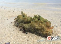 梦见礁石(图文)