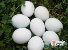 梦见捡鸭蛋是什么意思？注重心情变化(图文)
